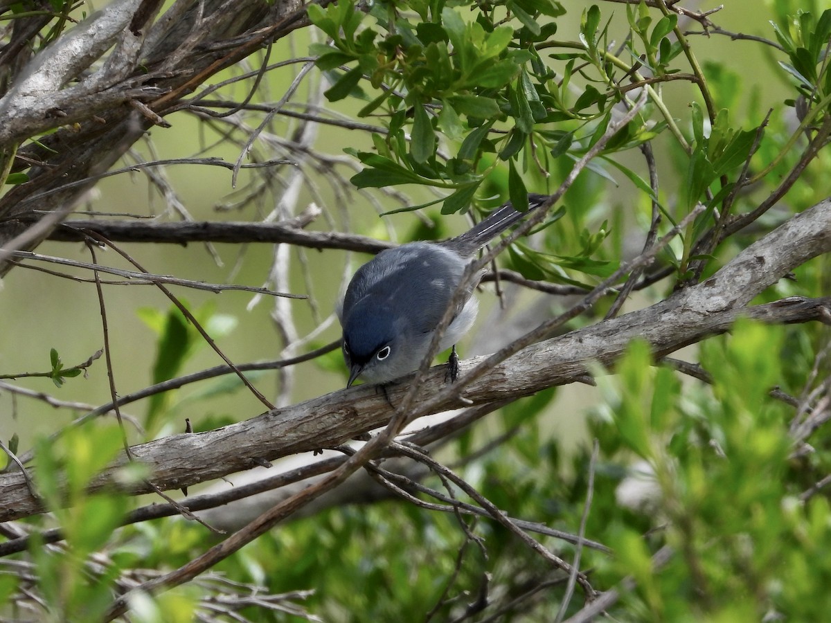 Blue-gray Gnatcatcher - Christine Hogue