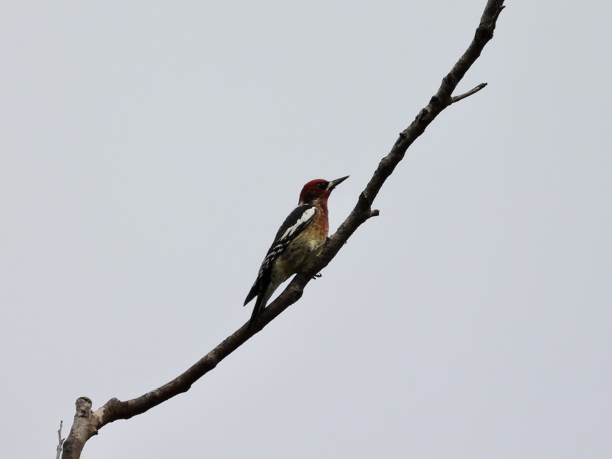 Red-breasted Sapsucker - Christine Hogue