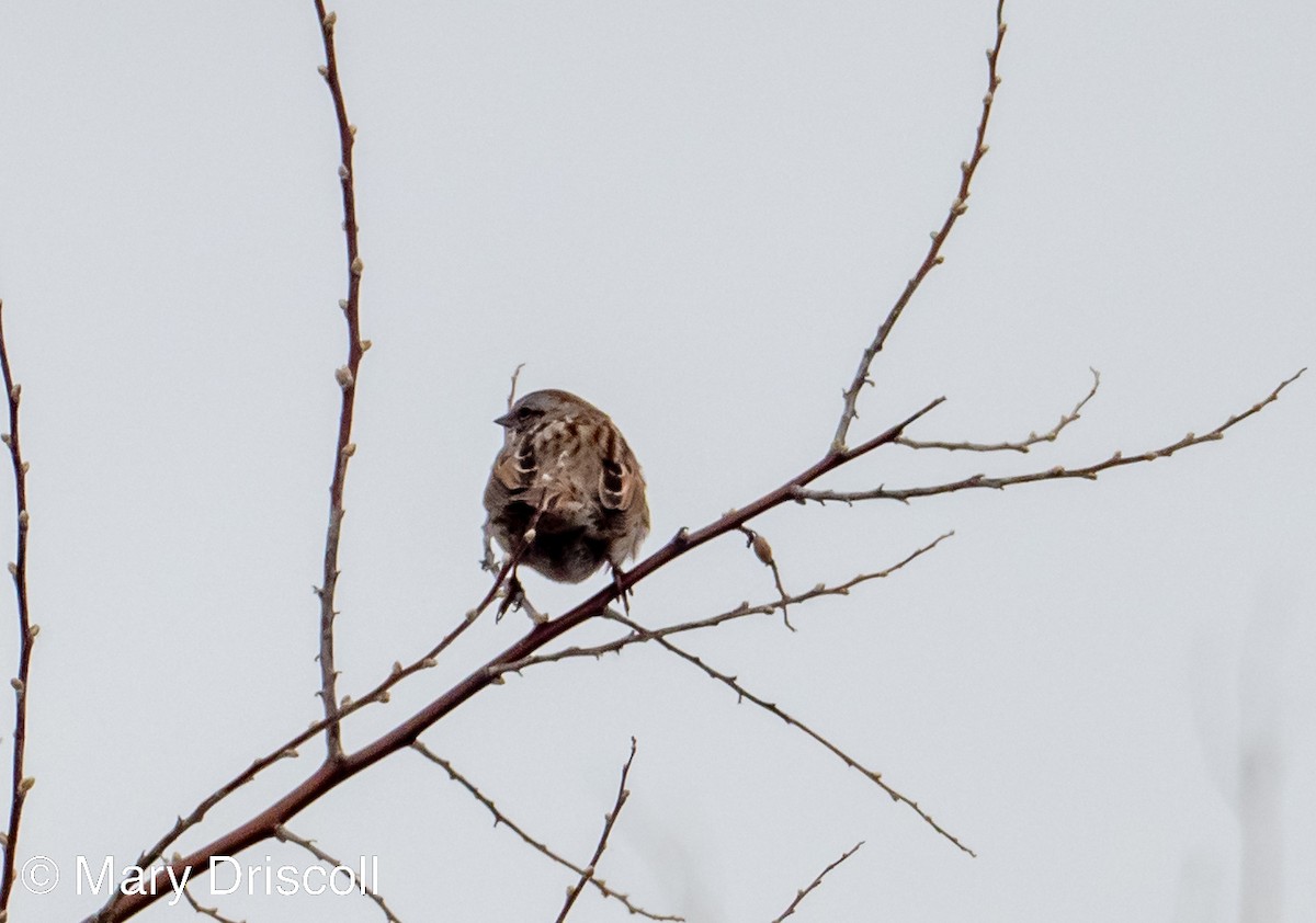 Song Sparrow - ML546879761