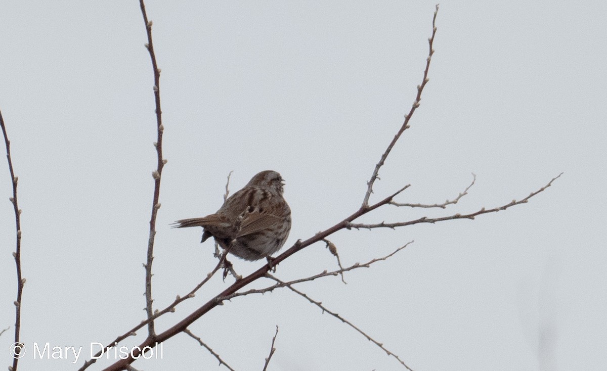 Song Sparrow - ML546879921