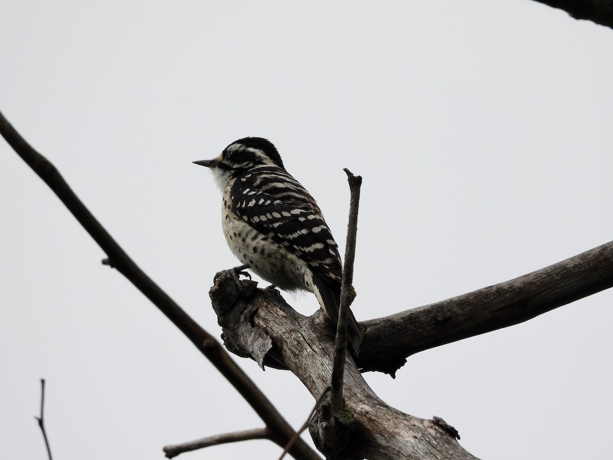 Nuttall's Woodpecker - ML546879951