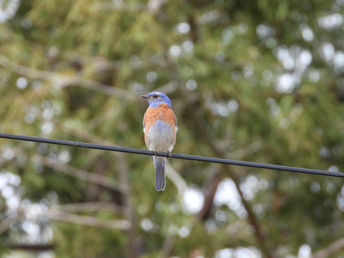 Western Bluebird - Christine Hogue