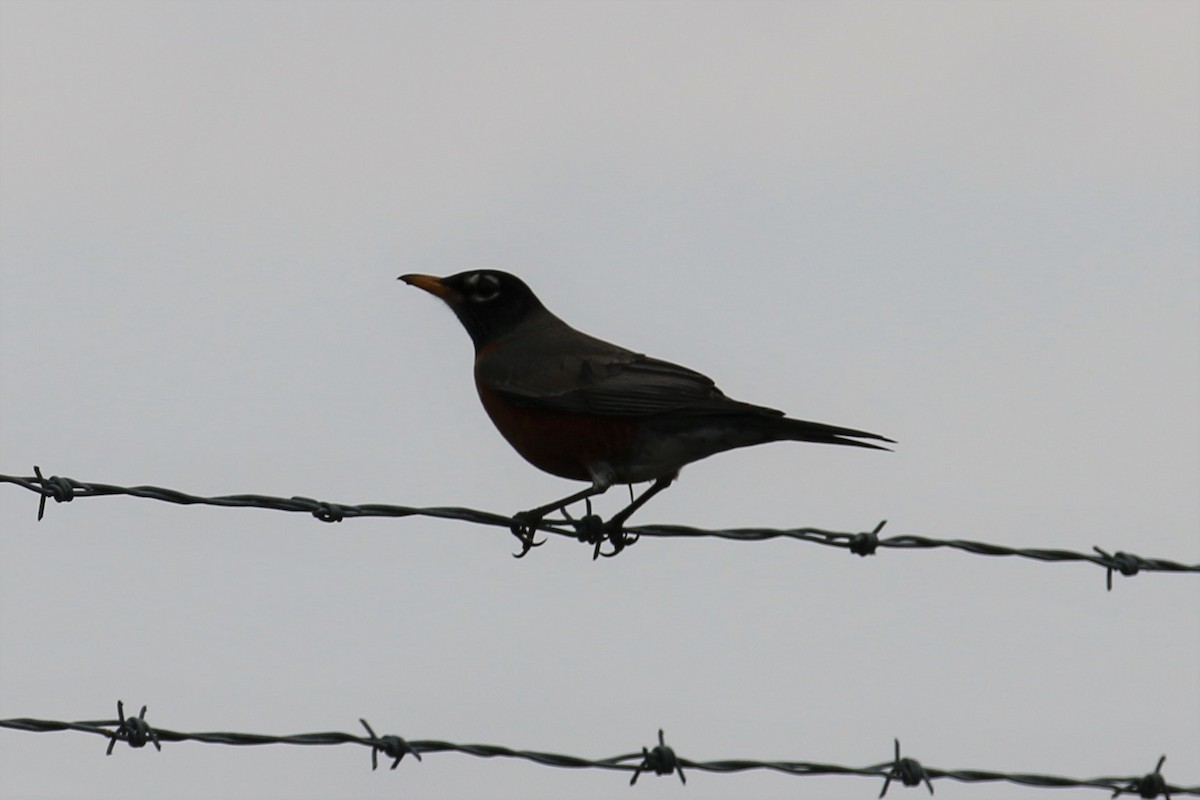 American Robin - ML546880361