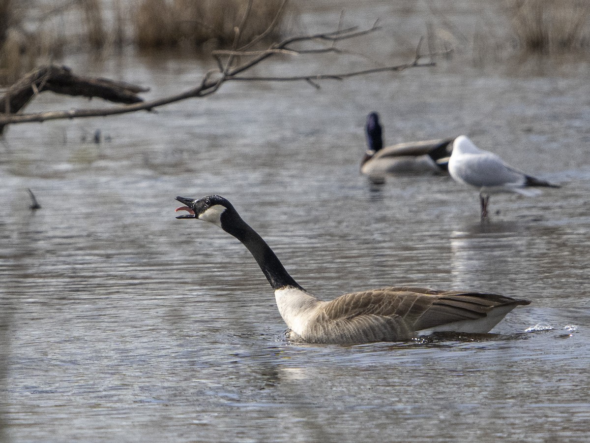 Canada Goose - ML546881191