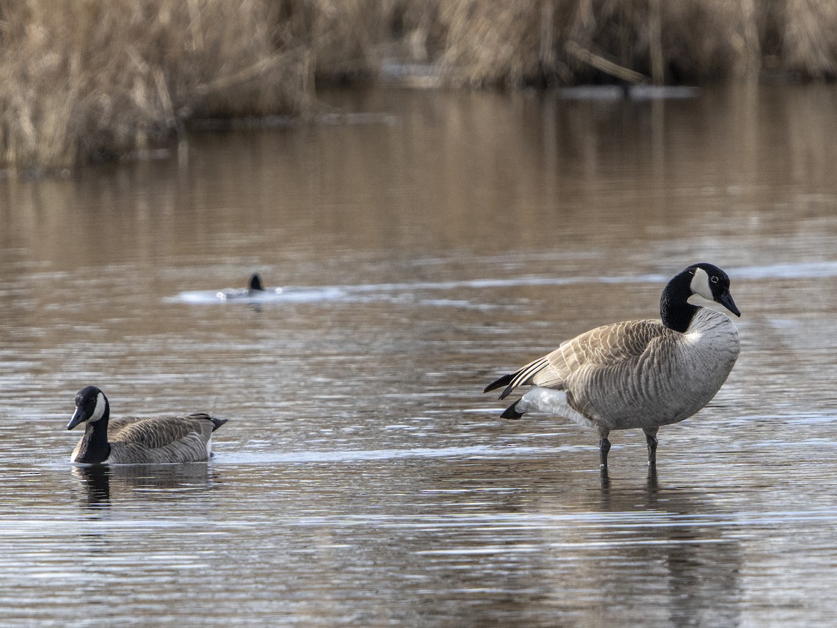 Canada Goose - ML546881211