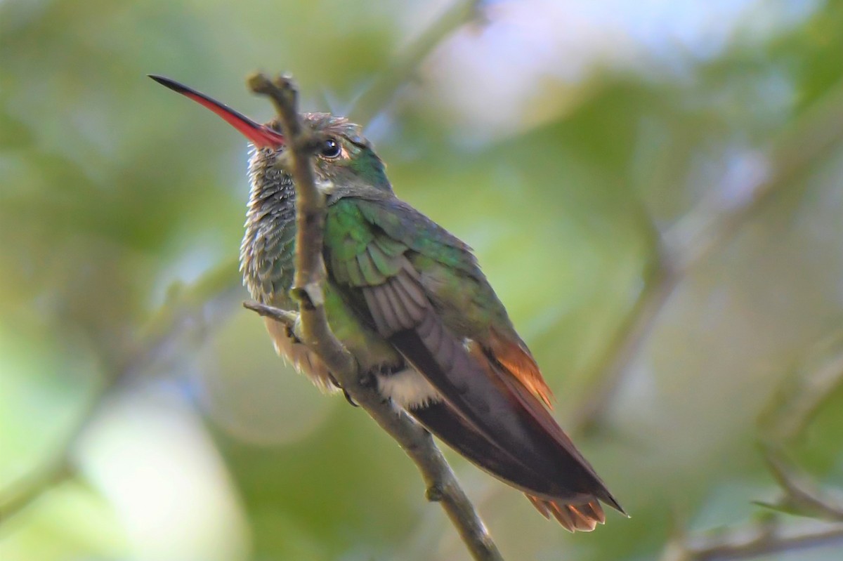kolibřík yukatanský - ML546881991