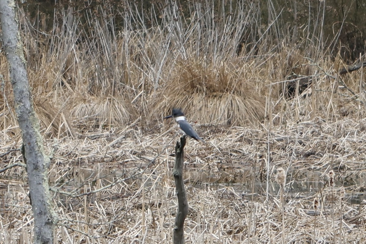 Belted Kingfisher - ML546882071