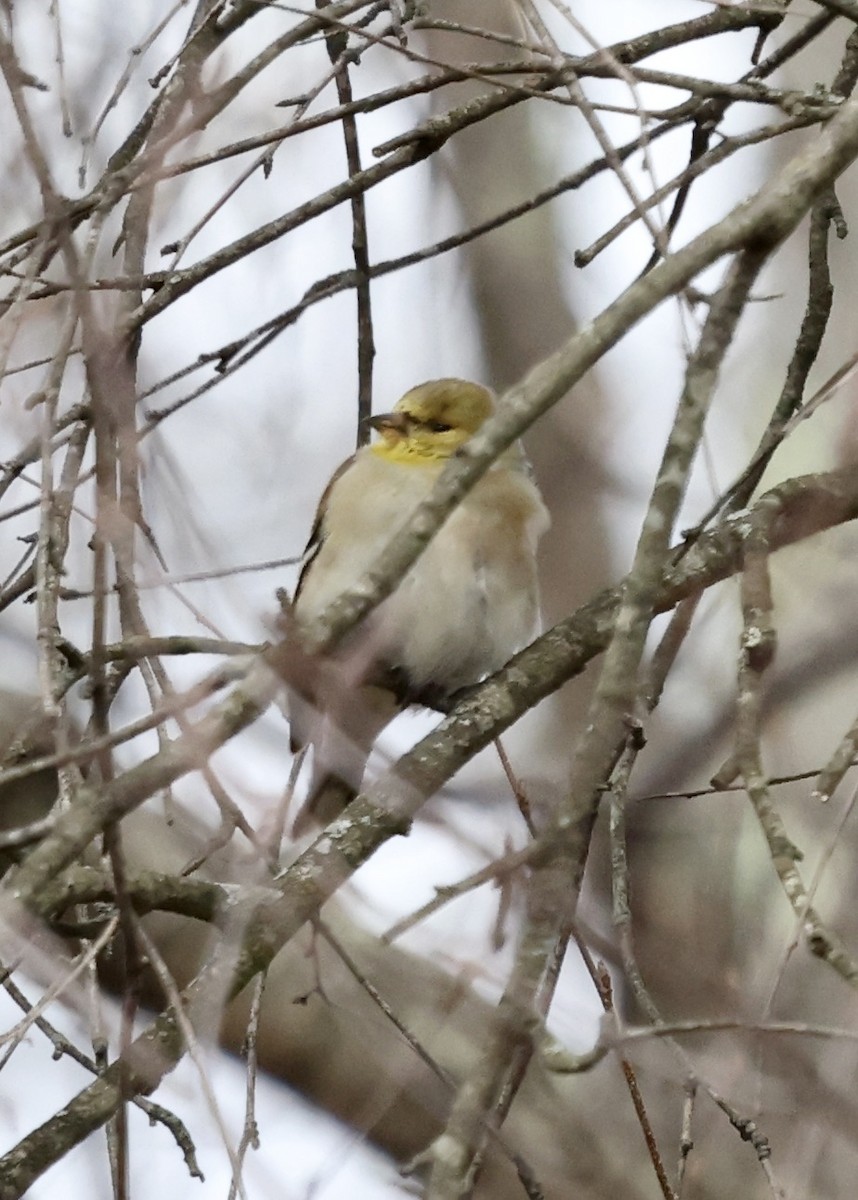 American Goldfinch - ML546882861