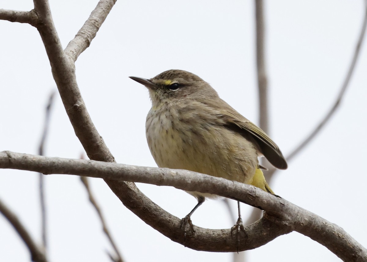 Palm Warbler - Betsy Staples