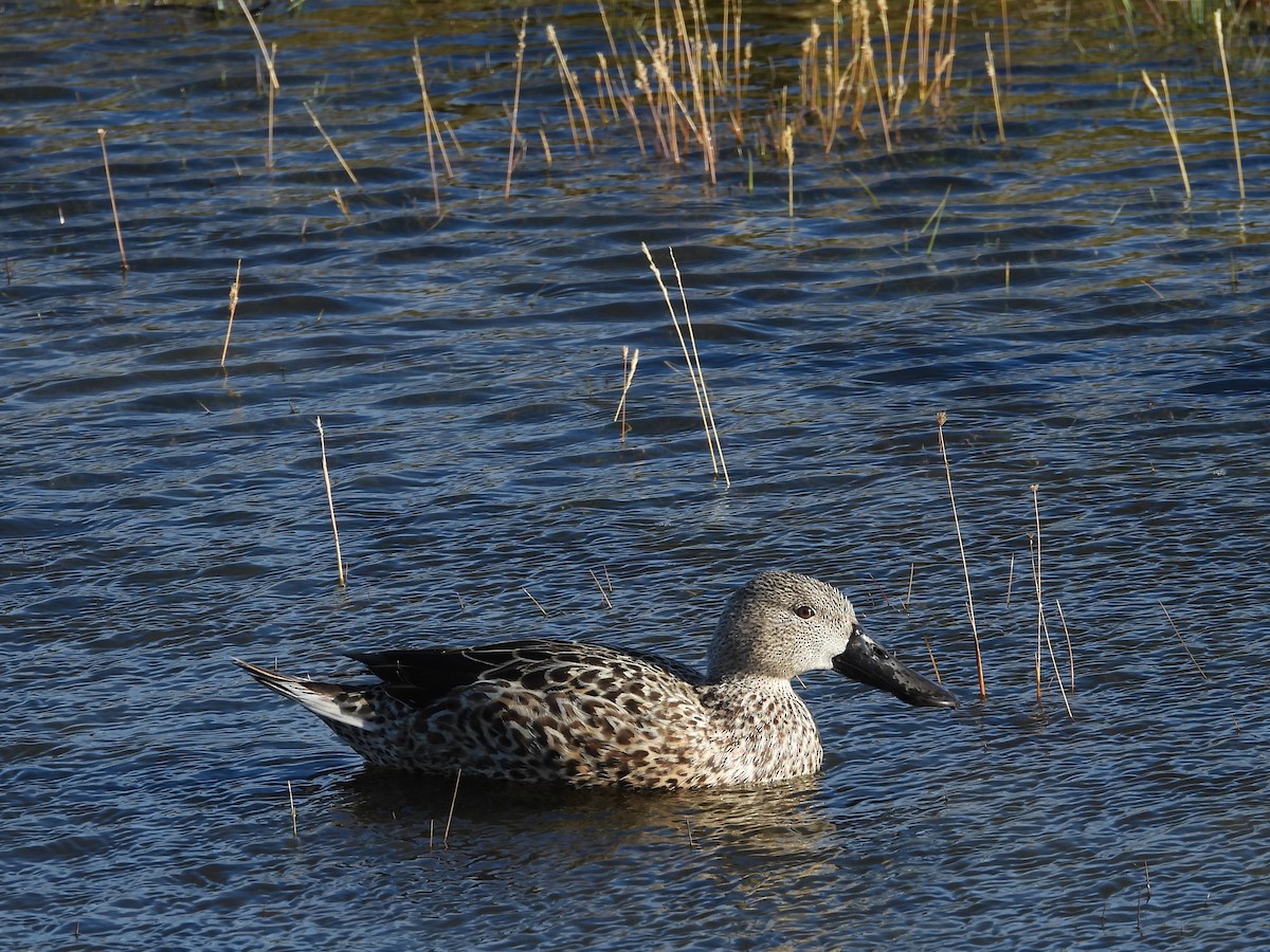 Red Shoveler - ML546883041