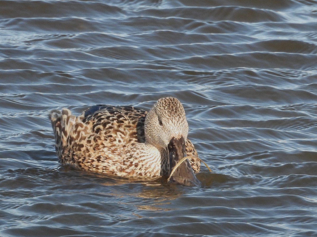 Red Shoveler - Saskia Hostens