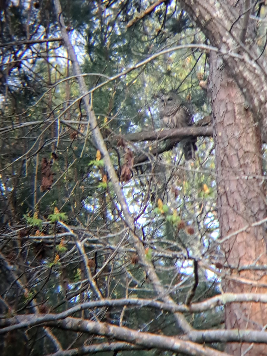 Barred Owl - ML546884341