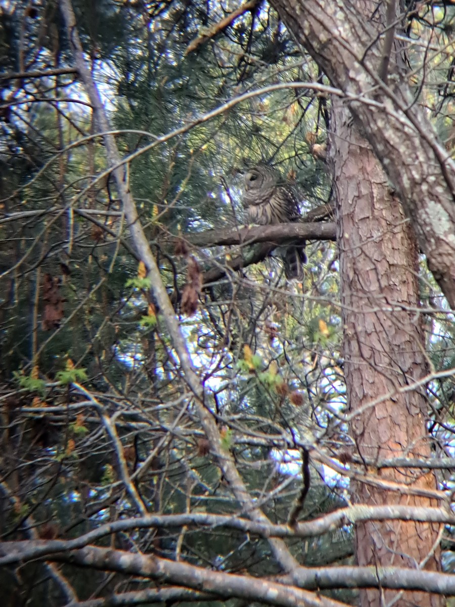 Barred Owl - ML546884481