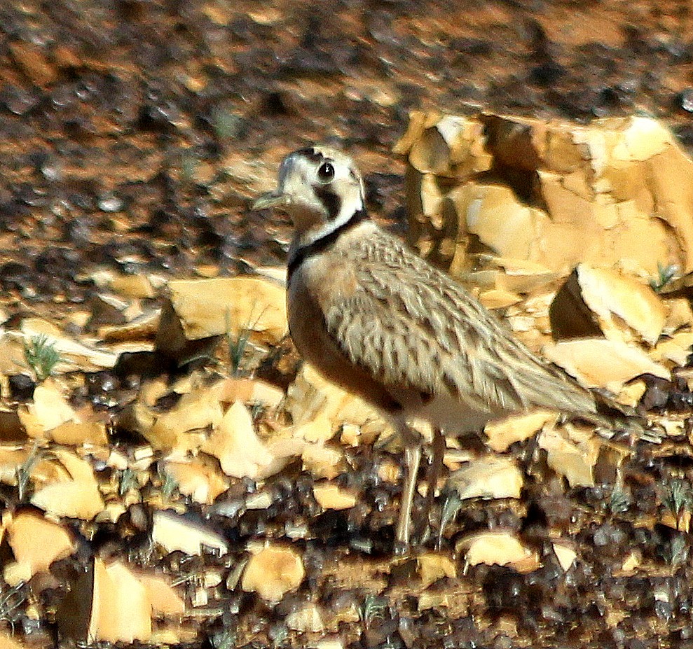 Inland Dotterel - David  Mules