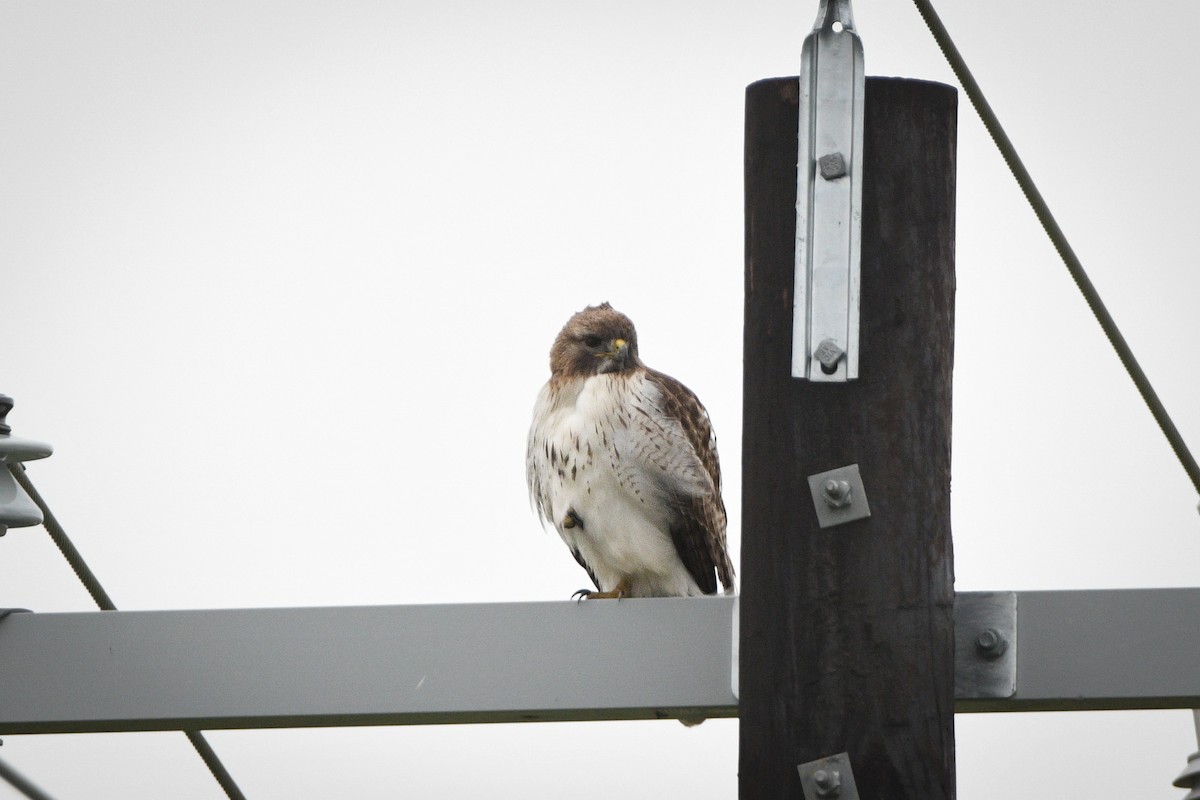 Red-tailed Hawk - ML546885521