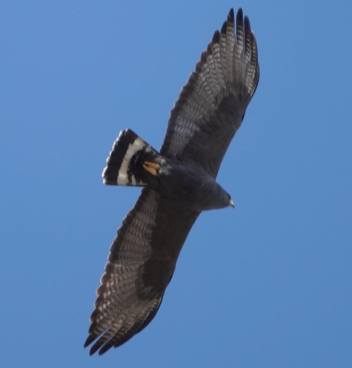 Zone-tailed Hawk - ML546886201