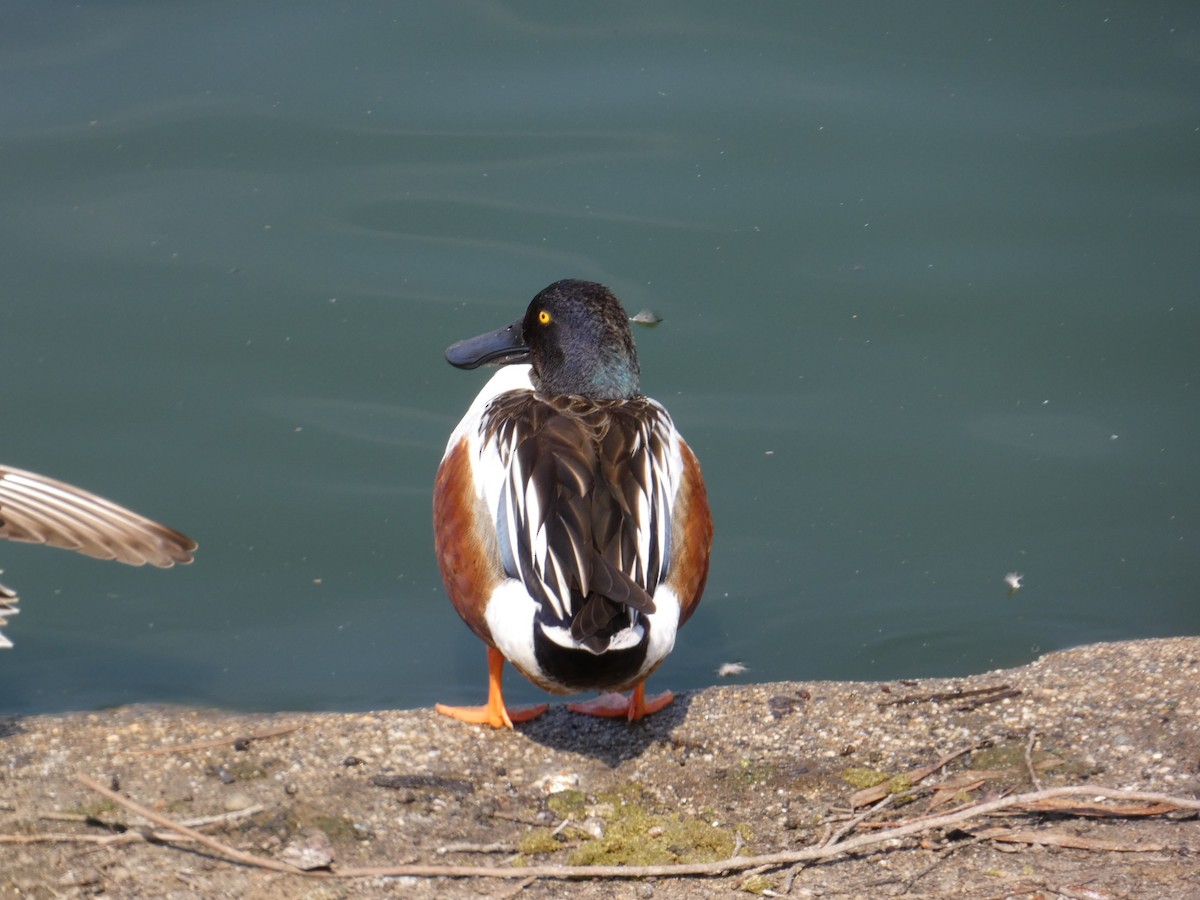 Northern Shoveler - ML546886241