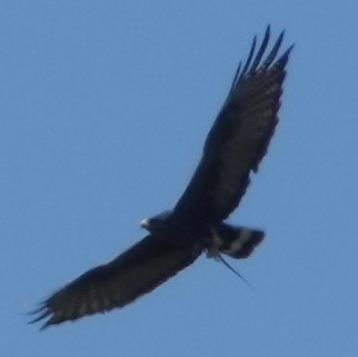 Zone-tailed Hawk - ML546886461