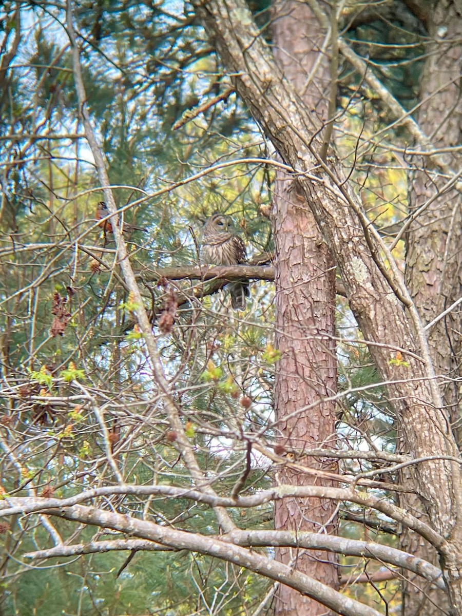 Barred Owl - ML546887041
