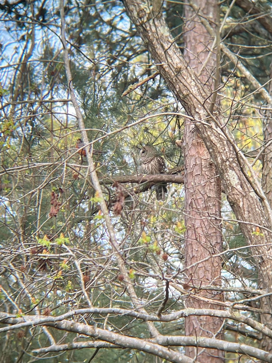 Barred Owl - ML546887081