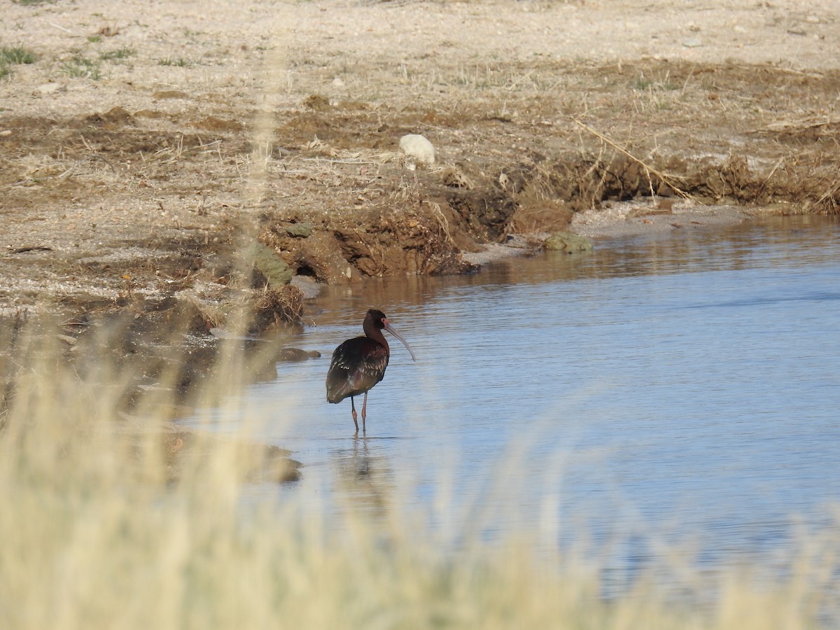 White-faced Ibis - ML54688741