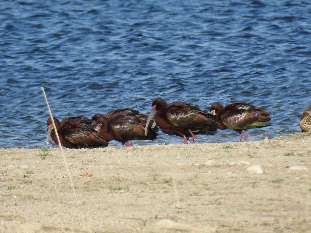 White-faced Ibis - ML54688761