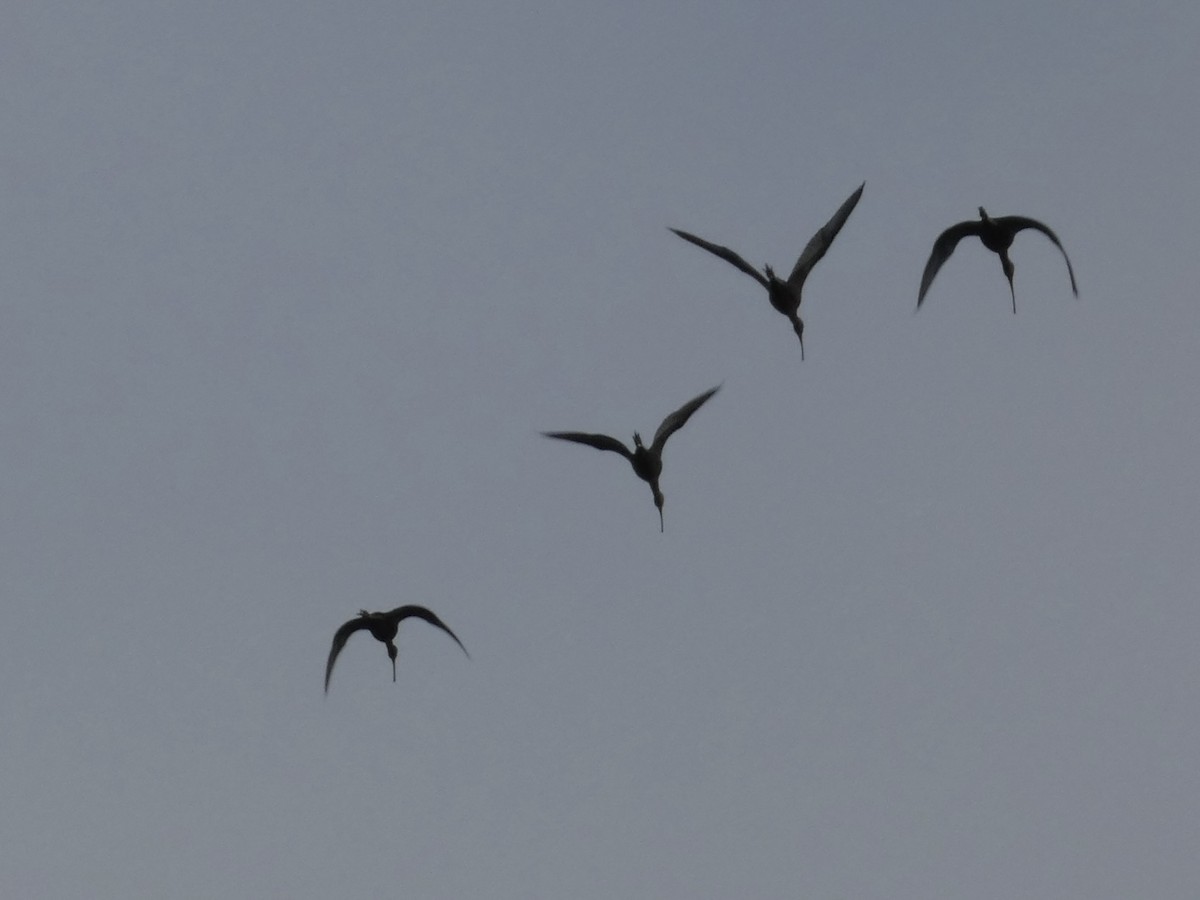 White-faced Ibis - ML546887791