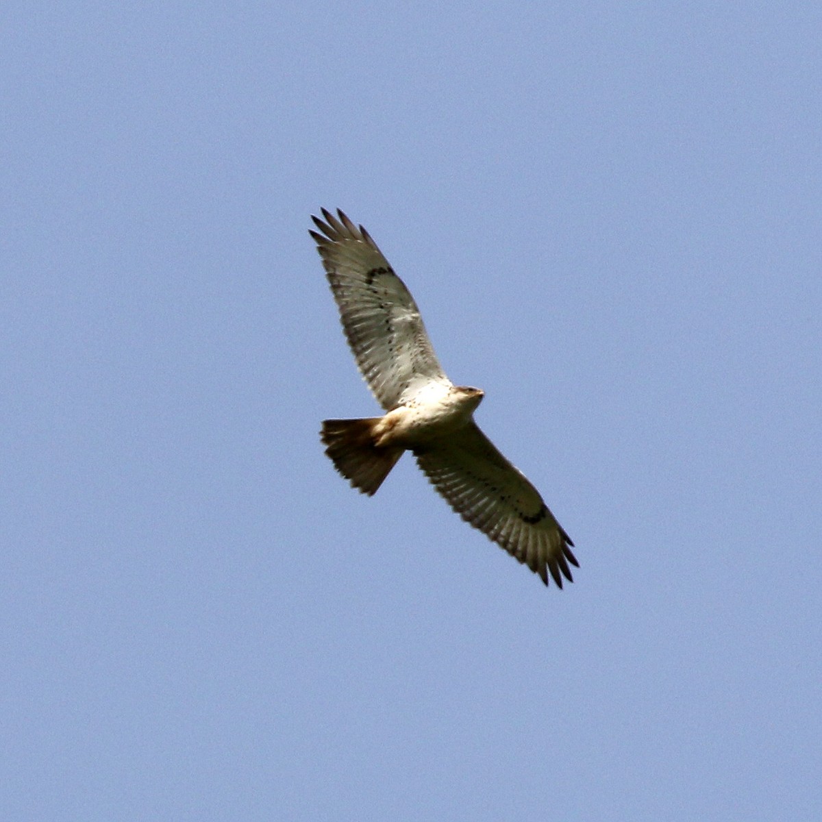 Ferruginous Hawk - ML546888011