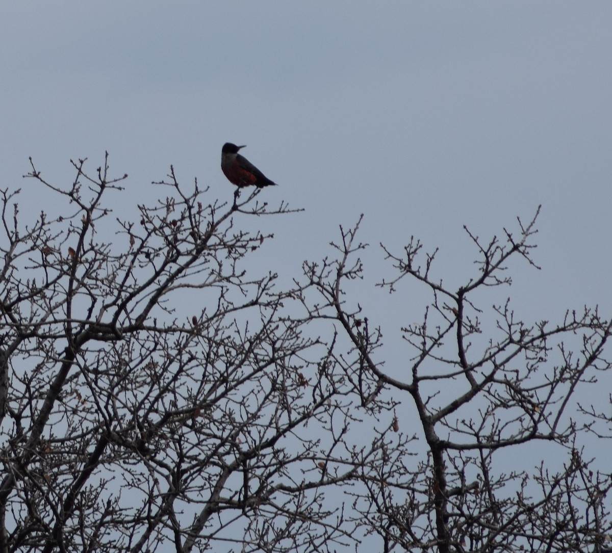 Lewis's Woodpecker - ML546888581