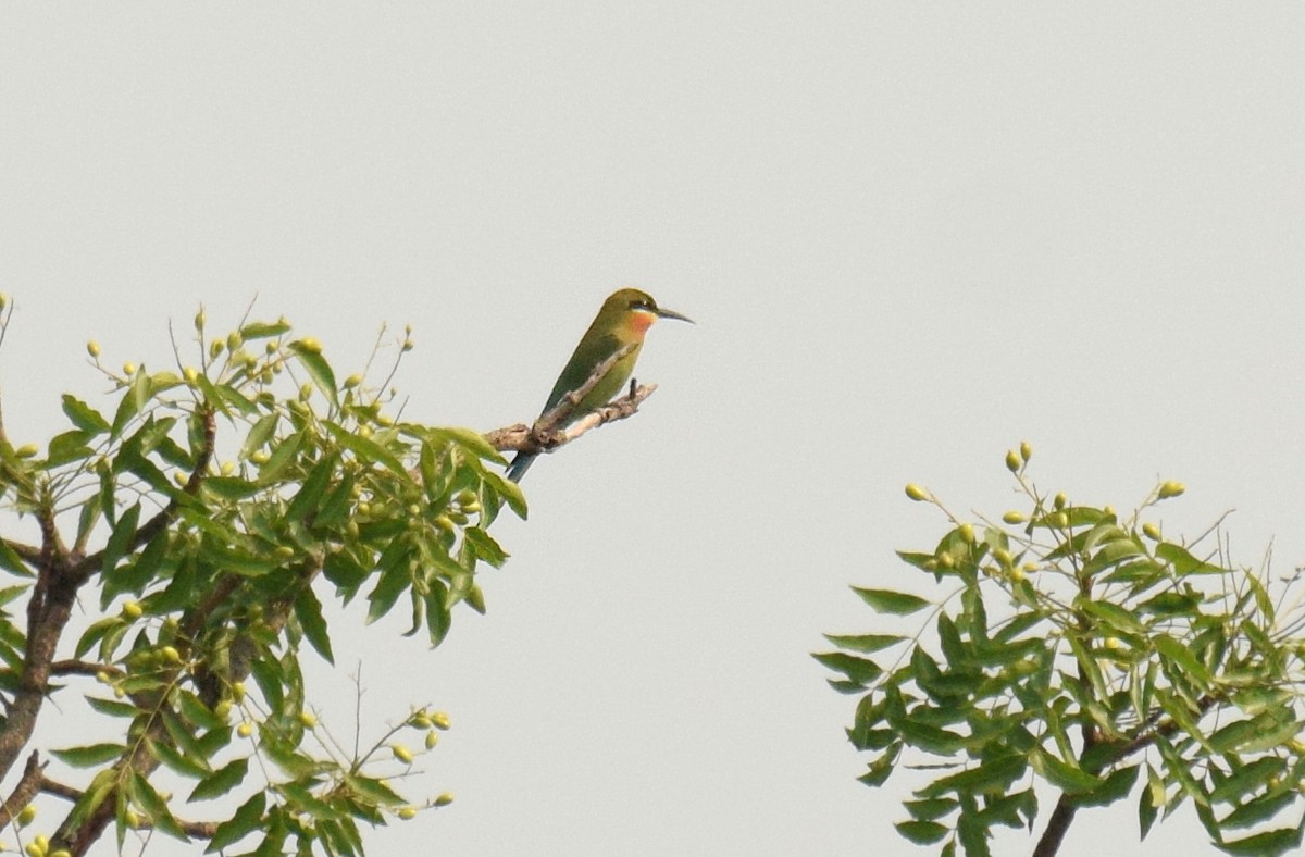 Blue-tailed Bee-eater - ML546889041