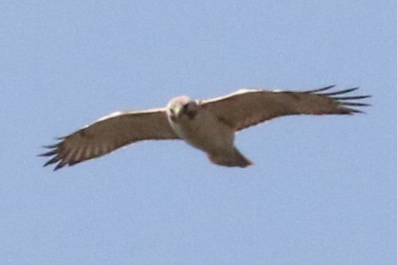 Red-tailed Hawk (Krider's) - ML54688981