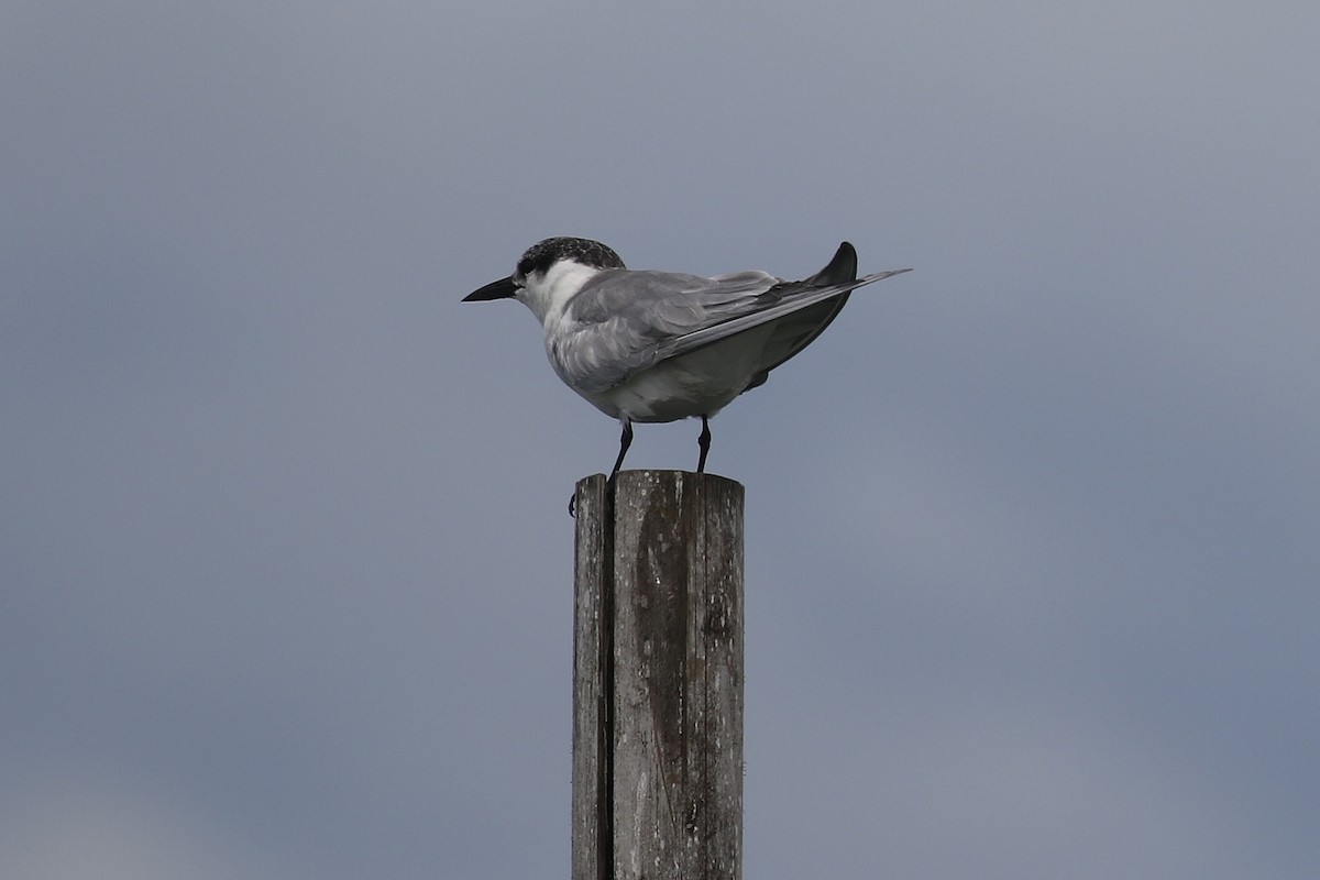 Whiskered Tern - ML546890601