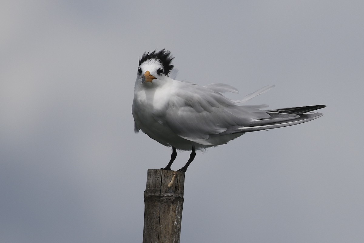 Chinese Crested Tern - Lyle Hamilton