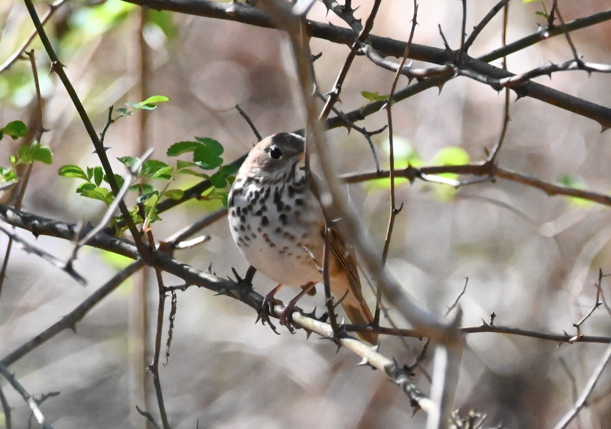 Hermit Thrush - Heather Buttonow