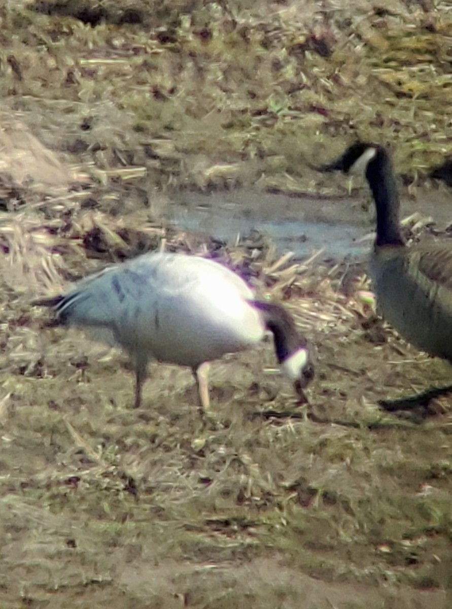 Canada Goose - ML546891351