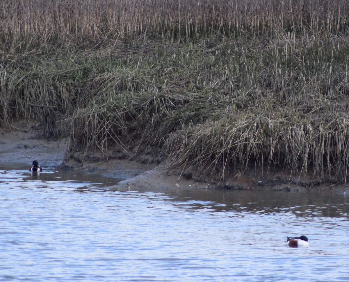 Ridgway's Rail - ML546892311