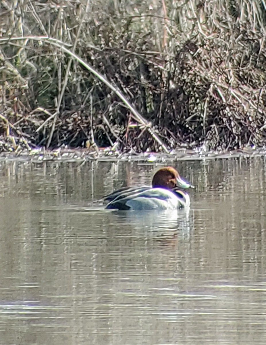 Redhead - ML546893081