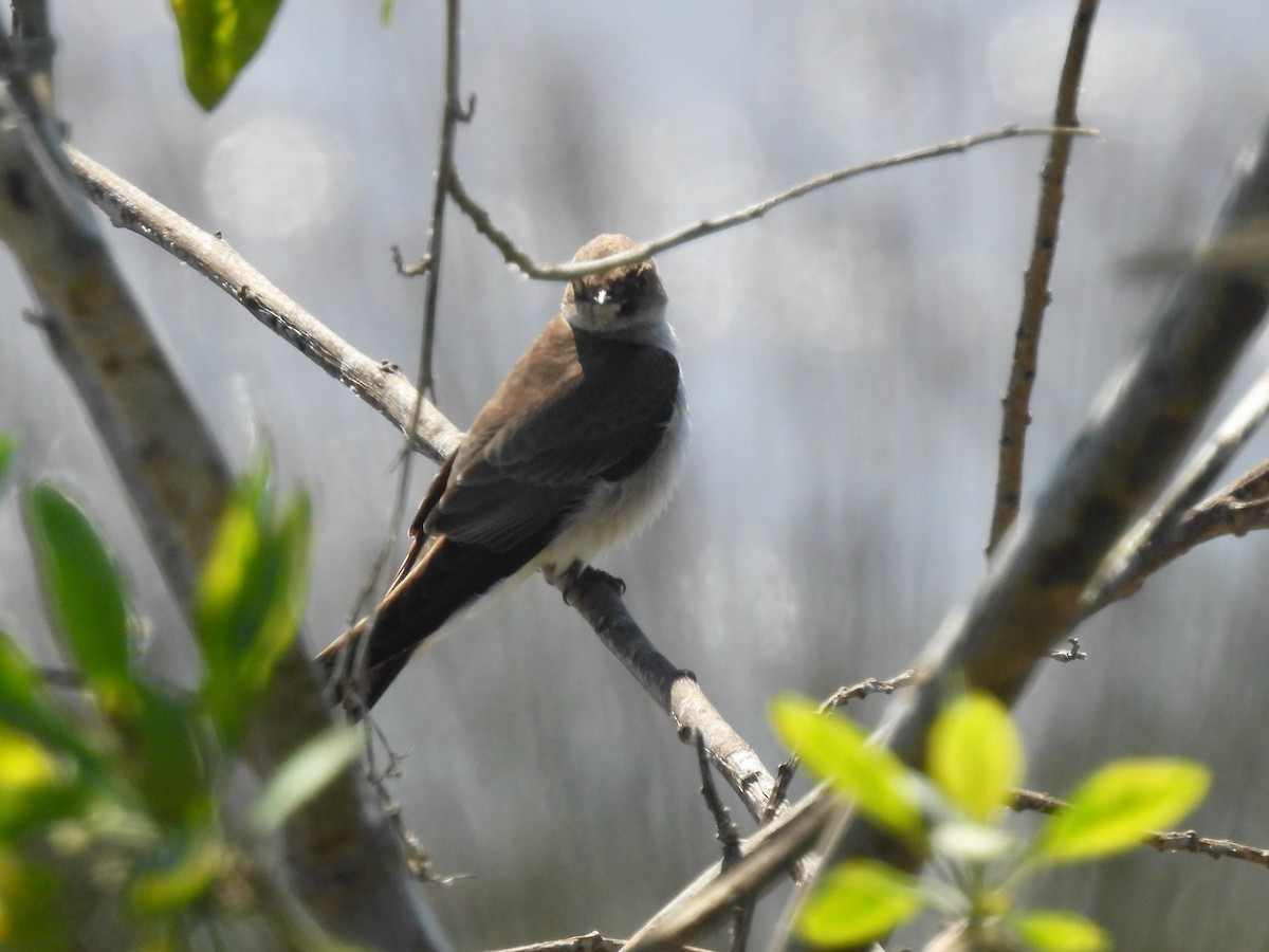 Northern Rough-winged Swallow - ML546893331