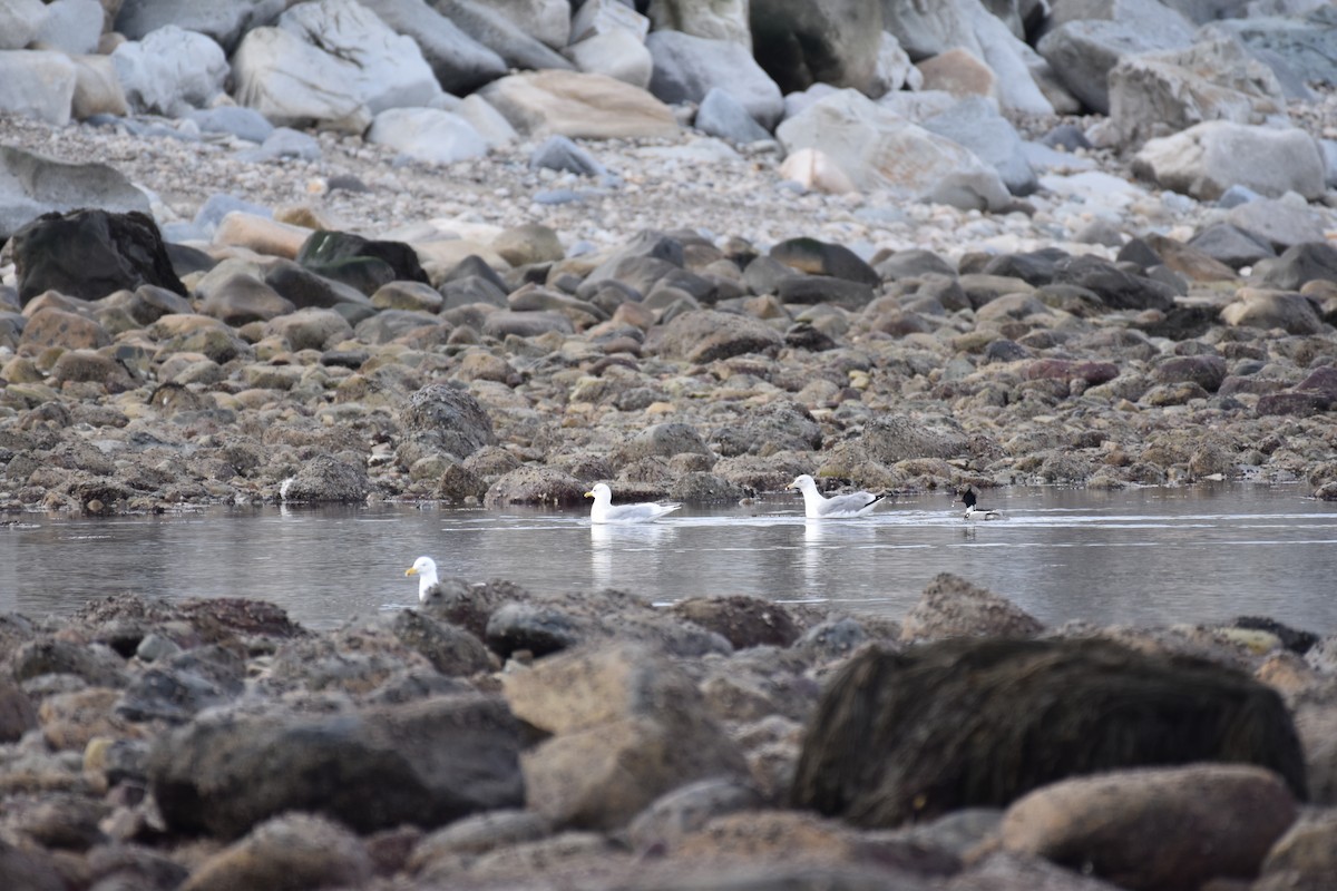 Iceland Gull - Jimmy  Welch