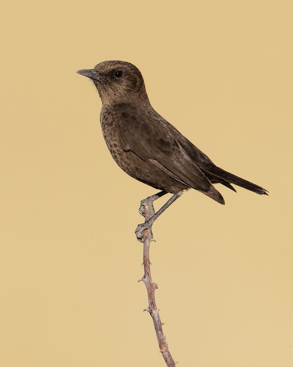 Southern Anteater-Chat - Dorian Anderson