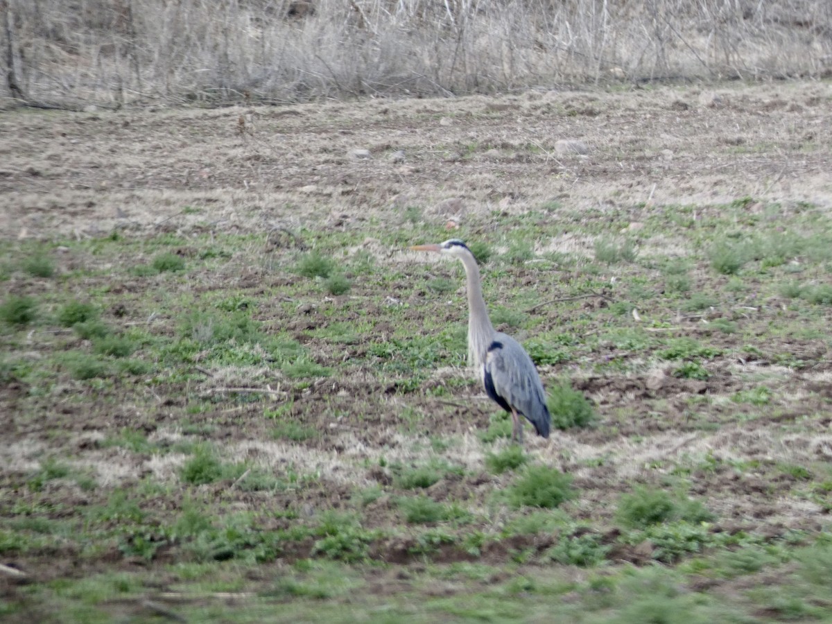 Grand Héron - ML546895411