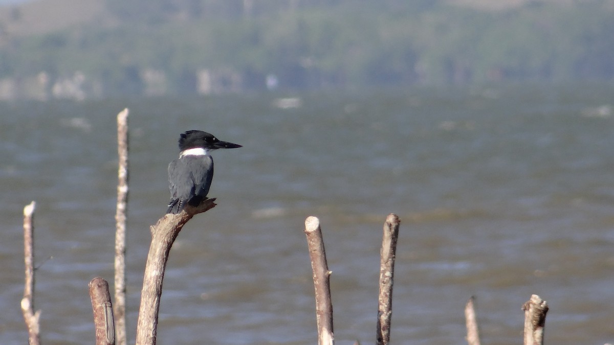 Belted Kingfisher - Aurelio Molina Hernández