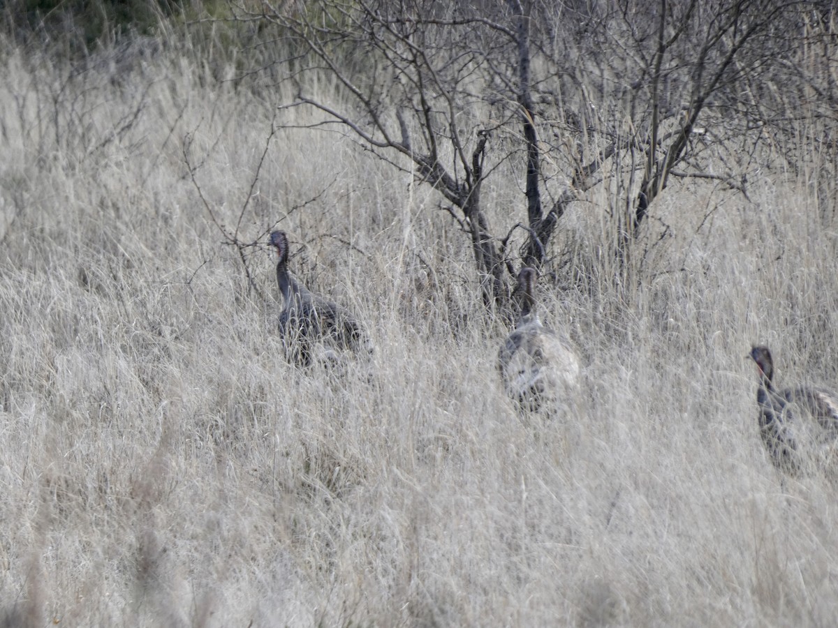 Dindon sauvage - ML546895641