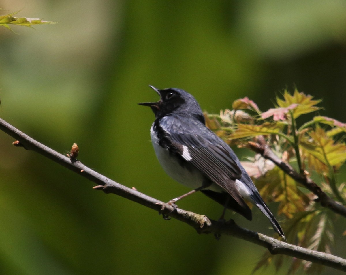 Black-throated Blue Warbler - ML546896541