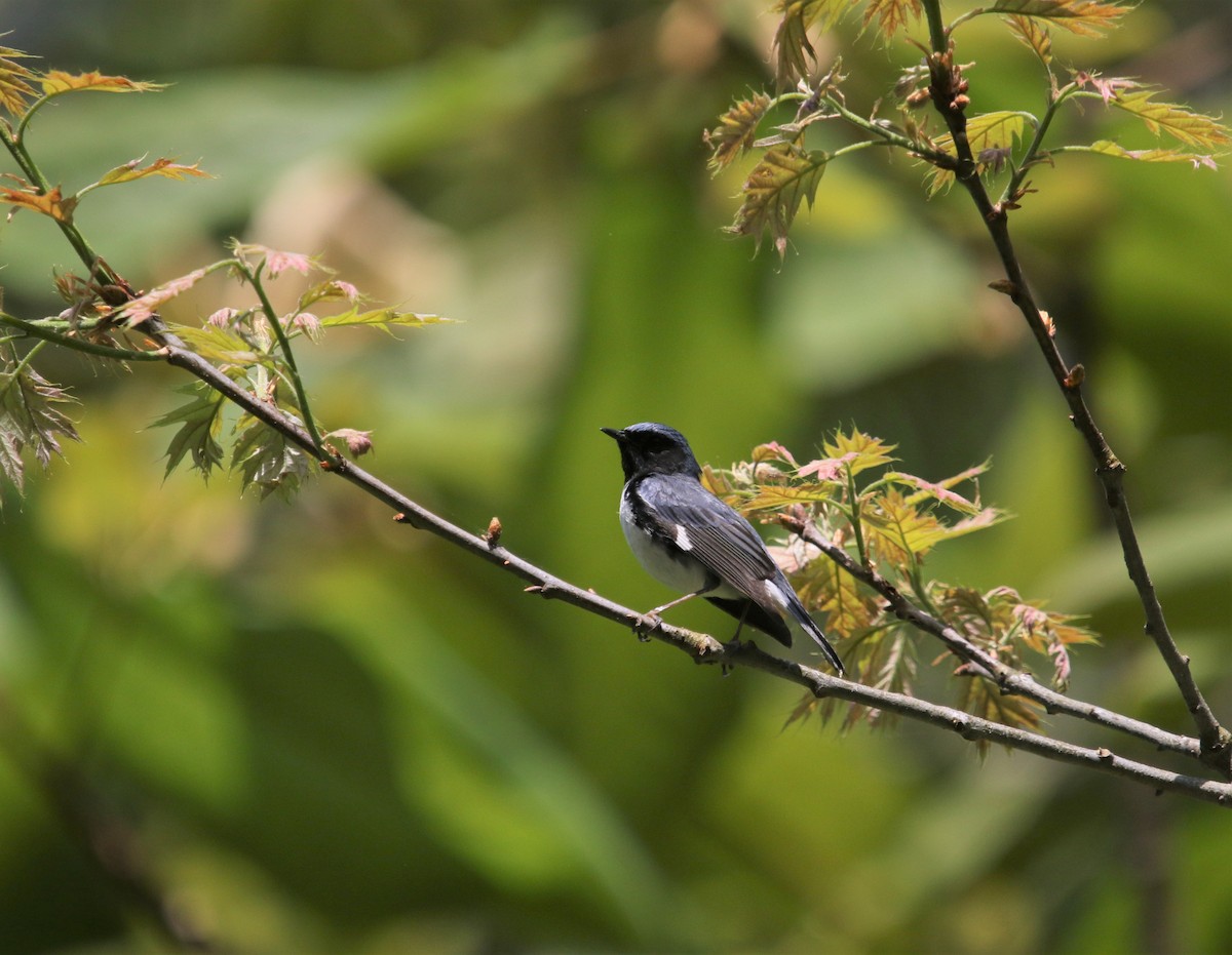 Black-throated Blue Warbler - ML546896601