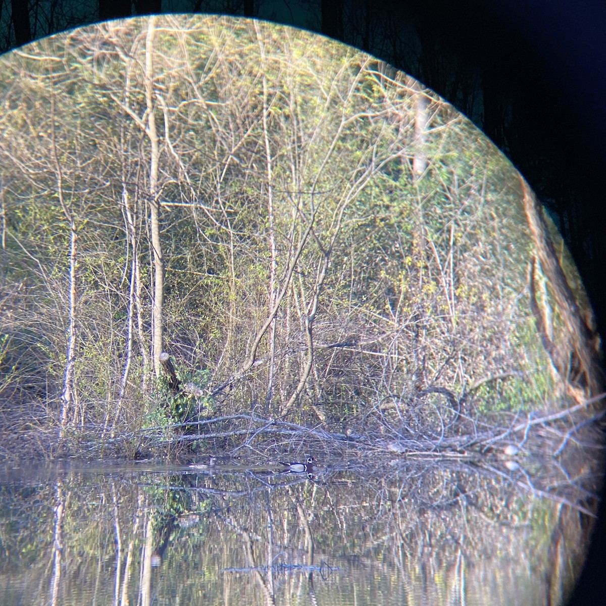 Wood Duck - ML546897181