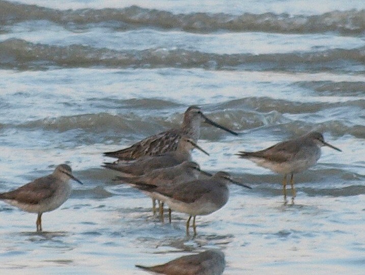 Asian Dowitcher - ML546897251
