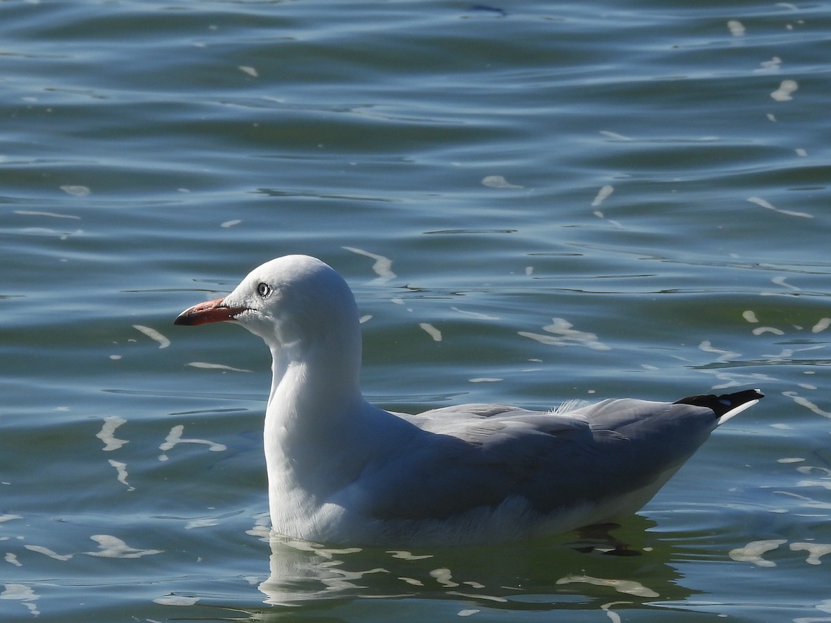 Silver Gull - ML546897371