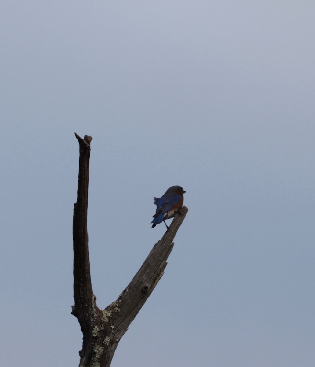 Eastern Bluebird - ML546897811