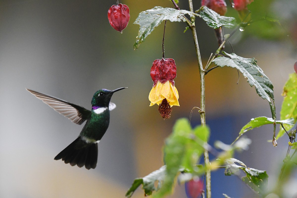 White-throated Daggerbill - ML546900631